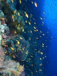 Wall at Shark reef, Ras Mohamed Park taken with Olympus E... by Nikki Van Veelen 